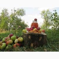Сок яблочный домашний с горного сада Карпат