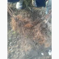 Продам саджанці малини сортів Полка, Полана