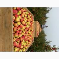 Яблуко з холодильнака