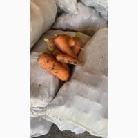 Продам морковь