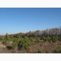 Елка сосна новогодняя, купить сосну оптом можно у нас.новорічні ялинки і сосни