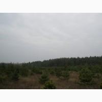 Елка сосна новогодняя, купить сосну оптом можно у нас.новорічні ялинки і сосни