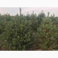 Елка сосна новогодняя, купить сосну оптом можно у нас.новорічні ялинки і сосни