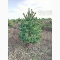 Елка сосна новогодняя, купить сосну оптом можно у нас.новорічні ялинки і сосни