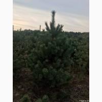 Елка сосна новогодняя, купить сосну оптом можно у нас.новорічні ялинки і сосни