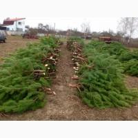 Елка сосна новогодняя, купить сосну оптом можно у нас.новорічні ялинки і сосни
