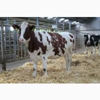 Продаем племенные телки (Экспортируем)