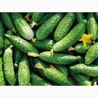 Огурец очень вкусный