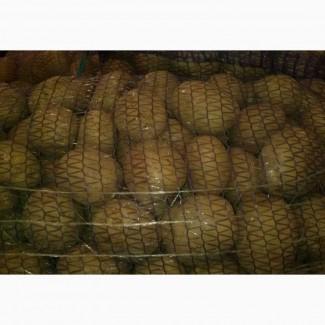 Картофель оптом