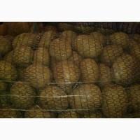 Картофель оптом