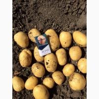 Картофель оптом