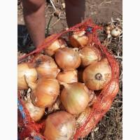 Картофель оптом