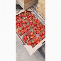 Продам клубнику сорт альба и Клери