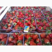 Продам клубнику свежую сочную в евро тарах