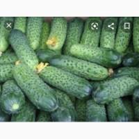 Продам огурец сорт Артист очень красивый с колючкой