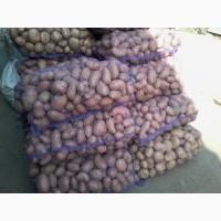 Продам велику картоплю