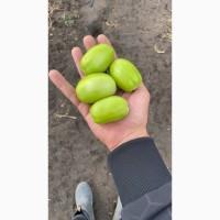 Зелёный помидор