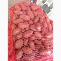 Продам товарный картофель Аризона и РедЛеди