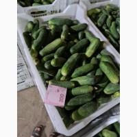 Продам Огірок, ідеальної якості. Великі об‘єми