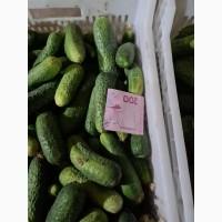 Продам Огірок, ідеальної якості. Великі об‘єми