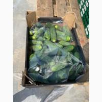 Продам Огірок, ідеальної якості. Великі об‘єми
