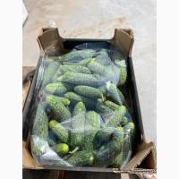 Продам Огірок, ідеальної якості. Великі об‘єми