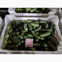 Продам Огірок, ідеальної якості. Великі об‘єми