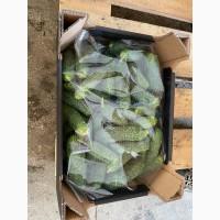 Продам Огірок, ідеальної якості. Великі об‘єми