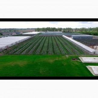 Оренда земельної ділянки 5 Га не далеко від м. Бровари, Киевская обл