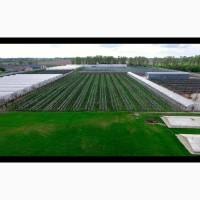 Оренда земельної ділянки 5 Га не далеко від м. Бровари, Киевская обл