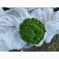 Салат, шалата