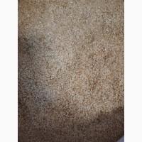 Ядро семечки семена Тыквы Кабака, Ядро насіння Гарбуза