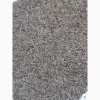 Ядро семечки семена Тыквы Кабака, Ядро насіння Гарбуза