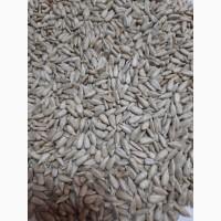 Ядро семечки семена Тыквы Кабака, Ядро насіння Гарбуза