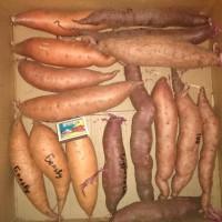 Батат оранжевых сортов рассада и клубни маточные 20 грн