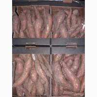 Батат оранжевых сортов рассада и клубни маточные 20 грн