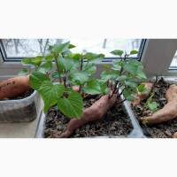 Батат оранжевых сортов рассада и клубни маточные 20 грн