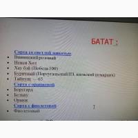 Батат оранжевых сортов рассада и клубни маточные 20 грн