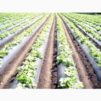 Батат оранжевых сортов рассада и клубни маточные 20 грн