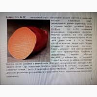 Батат оранжевых сортов рассада и клубни маточные 20 грн