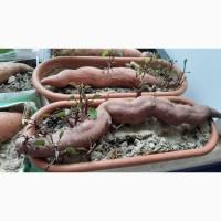 Батат оранжевых сортов рассада и клубни маточные 20 грн