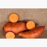 Батат оранжевых сортов рассада и клубни маточные 20 грн