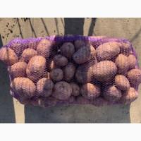 Продам картошку (Мелоди)