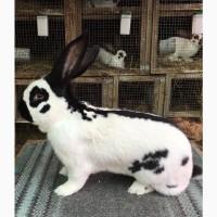 Німецький строкатий велетень