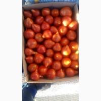 Продам солодкі помідори