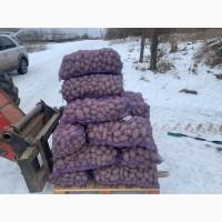 Продам якісну картоплю Ред Леді
