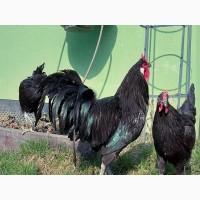 Продається яйце інкубаційне, курчата. чистопородний Ла Флеш