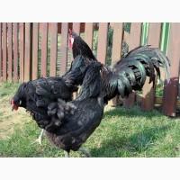 Продається яйце інкубаційне, курчата. чистопородний Ла Флеш