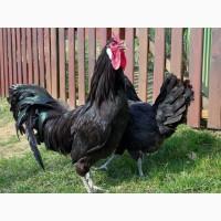 Продається яйце інкубаційне, курчата. чистопородний Ла Флеш