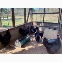 Продається яйце інкубаційне, курчата. чистопородний Ла Флеш